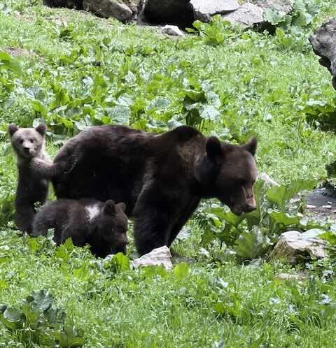 bear cub watching brasov