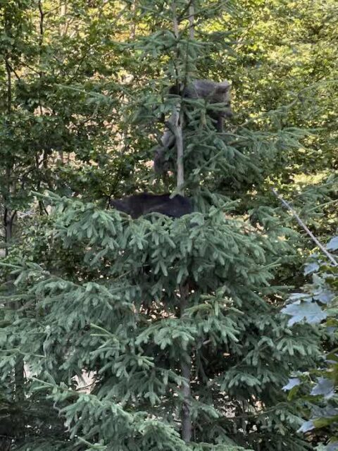 bear cubs in tree