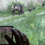 bear watching brasov