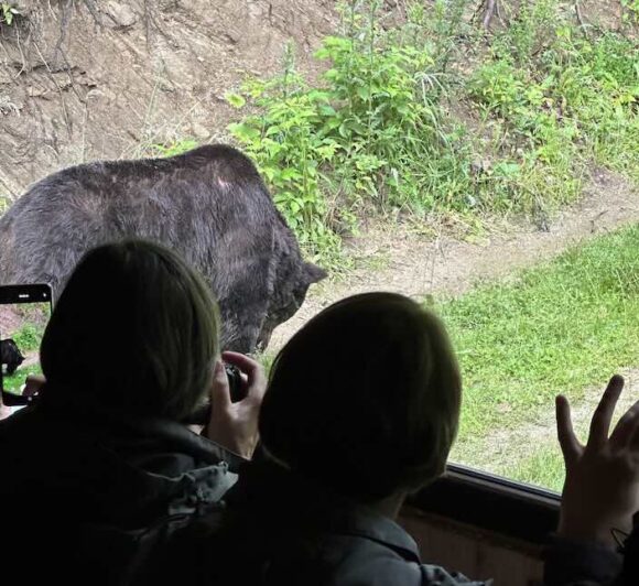 bear watching brasov hide bear watching brasov hide
