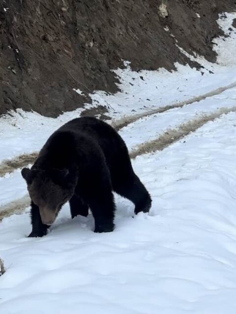 bear watching brasov snow