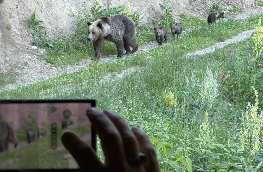 bear watching brasov