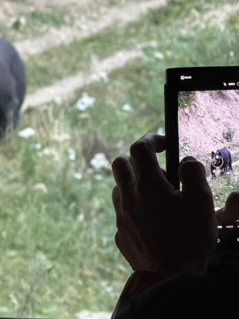 bear watching photo brasov